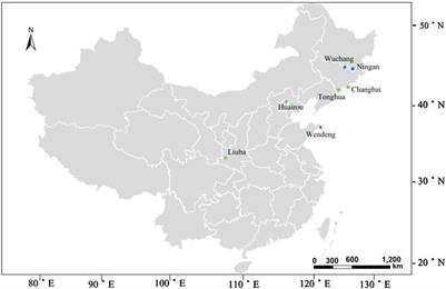 Photoperiod and Temperature as Dominant Environmental Drivers Triggering Plant Phenological Development of American Ginseng Along With Its Quality Formation